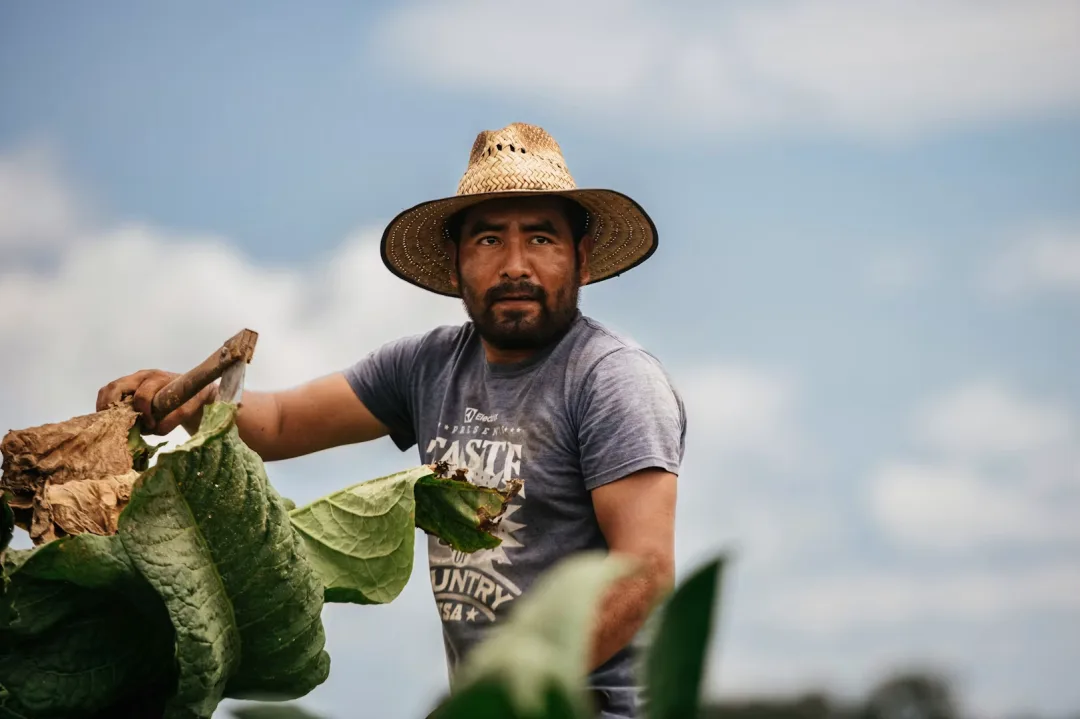 jennie_andrews_tobacco_fields_944166